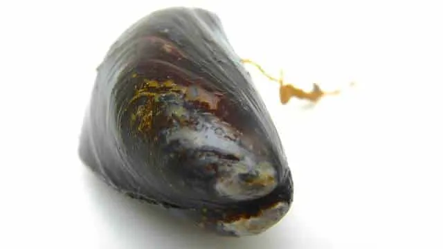 Easy Mussels Vinaigrette Recipe Now here's a super tasty cold appetizer: mussels vinaigrette recipe or cooked mussels topped with a fresh tomato bruschetta!