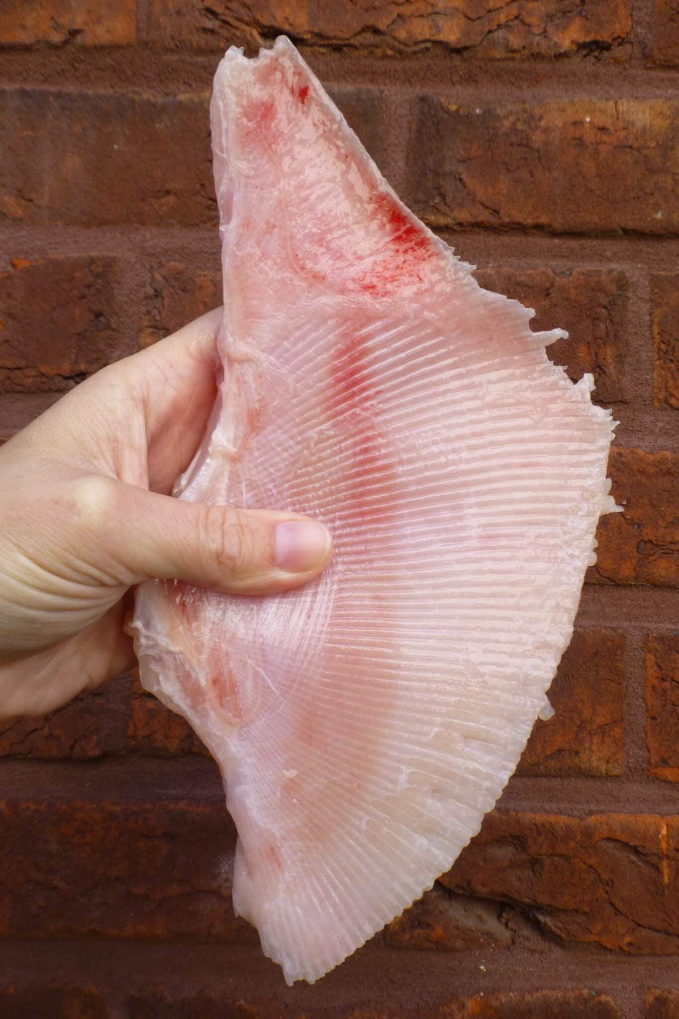 I love skate! I prefer pan fried skate wings. Plain and simple, floured on both sides and fried golden in a little butter. A heavenly fish dinner!