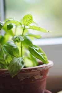 Easy Homemade Pesto Pasta Recipe Classic pesto pasta recipe with fresh basil, pine nuts and parmesan cheese... Ready in 20 minutes so one of my best last minute dinner ideas!
