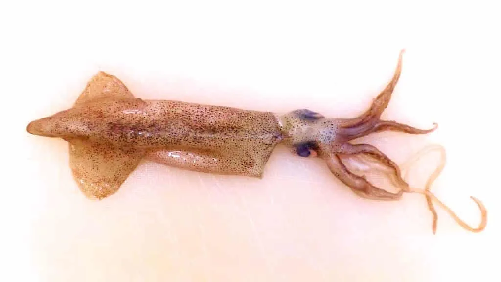 How to clean squid in 10 simple steps! It’s really not that difficult. Once you know how it works, you’ll never forget it anymore. Here we go!