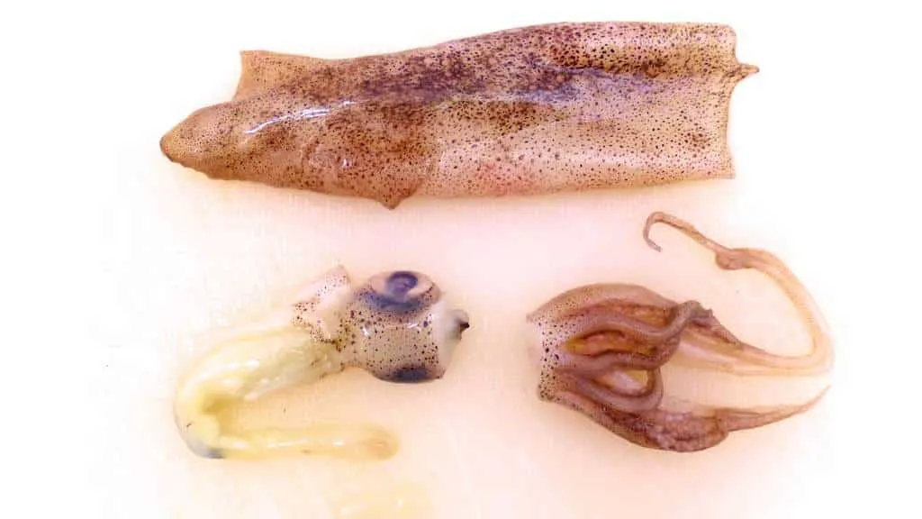 How to clean squid in 10 simple steps! It’s really not that difficult. Once you know how it works, you’ll never forget it anymore. Here we go!