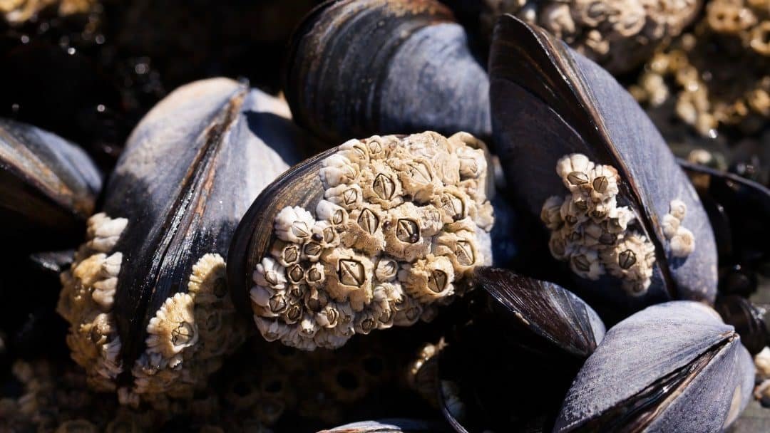 Easy Mussels with Celery & Onion Wanna know what my favorite mussel recipe ever? Simple mussels with celery, onion, garlic and white wine... classic and delish!