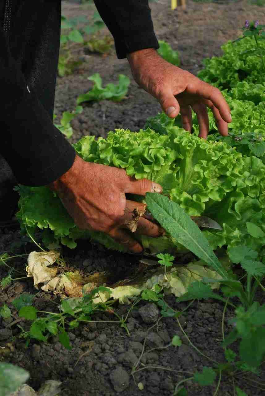 Local Ingredients