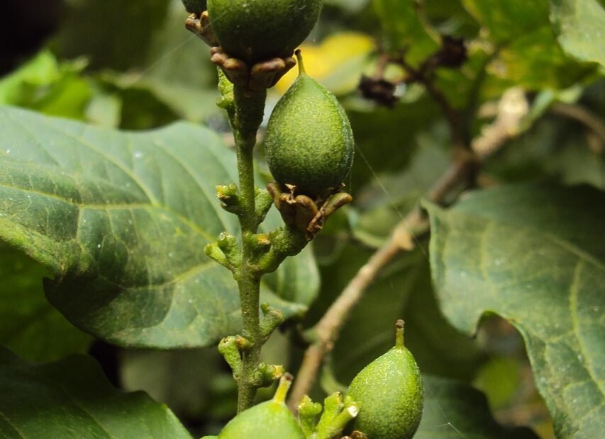 Inside Dubai’s Health-Conscious Food Movement: Menus That Nourish Modern Lifestyles Health Conscious